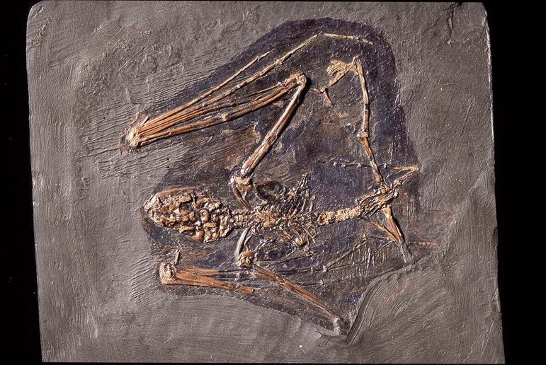 Batodon Mammals | National Museums Scotland