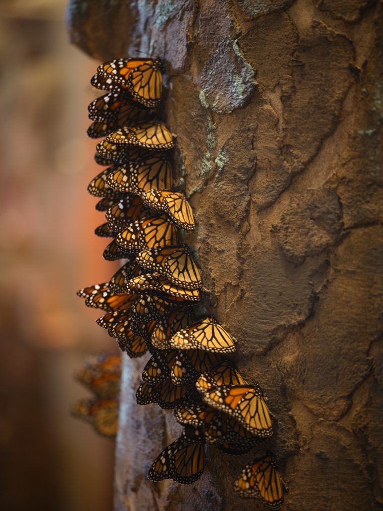 Monarch Butterfly Migration The Great Monarch Butterfly Migration! DYK