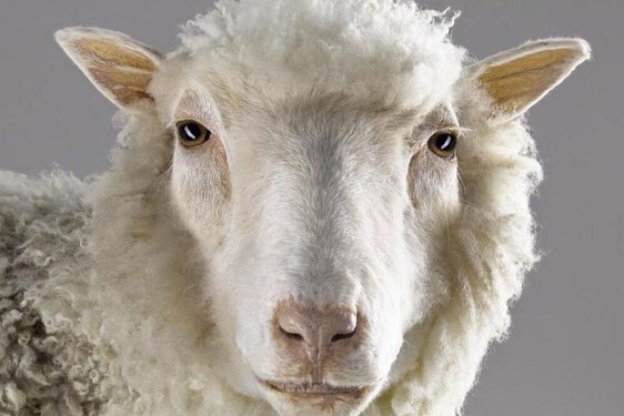 A white sheep looking to camera, shown from the shoulders up against a grey background