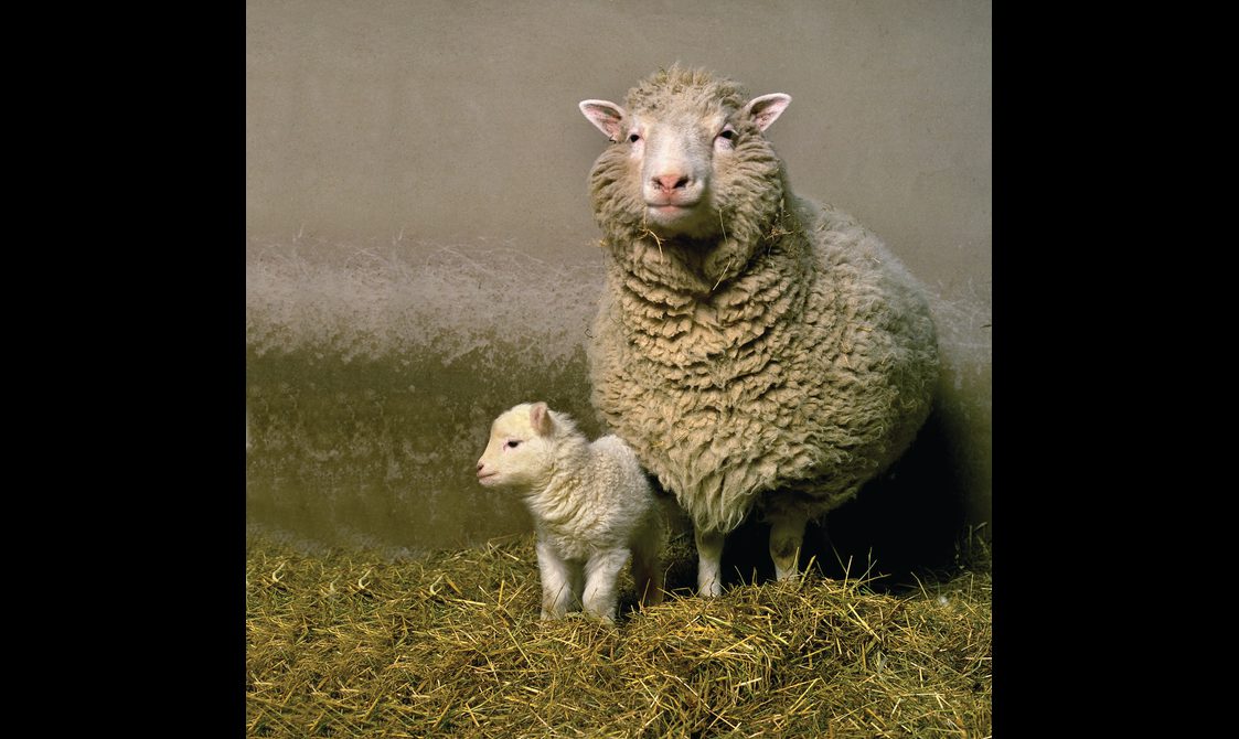 Sheep Offspring Dolly The Sheep Named After _ Dolly Female Sheep – SJEW