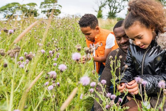 A family of three in a garden picking flowers.