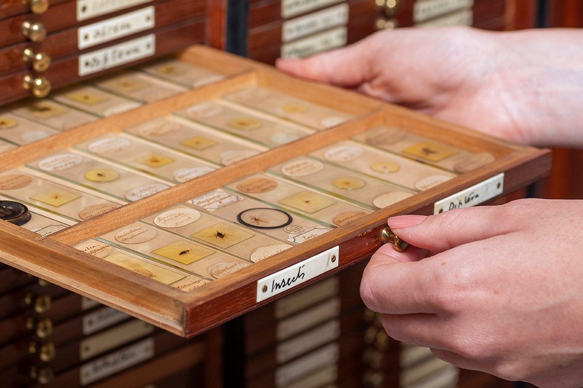 Insect Mounting Why do museums collect insects? | National Museums Scotland